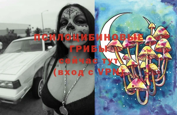 стаф Аркадак
