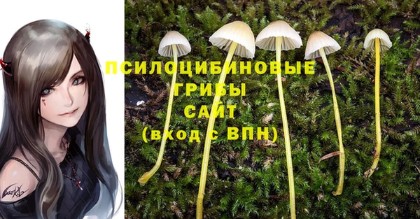 стаф Аркадак